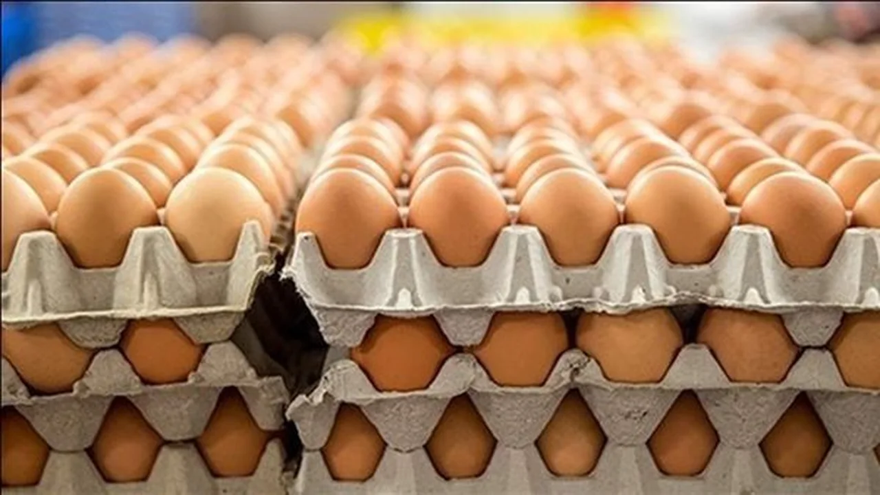 سعر كرتونة البيض اليوم الخميس في بورصة الدواجن وتأثيره على أسعار البيع في الأسواق